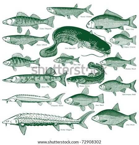 Fresh Water Fish on Stock Vector Types Freshwater Fish Silhouettes Of Fish Isolated
