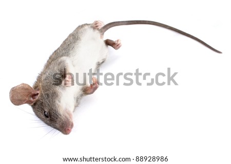 Field+Mouse+Life+Cycle Decomposing life cycle of a grey field mouse (Mus Musculus) - day 001 ...
