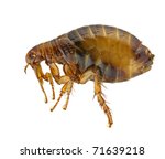 stock photo : Flea or Human Flea - Pulex irritans isolated on a white background.