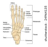 Labeled Foot Bones