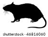 Rat Vector