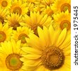 stock photo : beautiful yellow Sunflower petals closeup