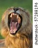 stock photo : Dangerous teeth of a young male lion; panthera leo