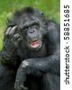 Chimpanzee Scratching Head