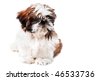 Cute+shih+tzu+puppy+pictures