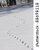 Bunny Footprint