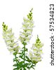 Snapdragon Clipart