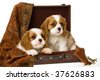 pugdog black puppiesin ohio dayton picture puppiesin