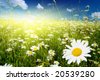 stock photo : field of daisies and perfect sky