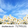 Field+of+daisies+background