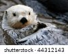 Arctic Otter