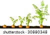 carrot growth stages