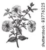 Petunia Sp