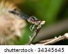 Two+dragonflies+mating