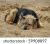 stock photo : Lonely cute dog sleeps on a sand beach