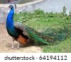 stock photo : Very beautiful colorful peacock at Moscow zoo