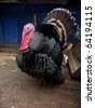 stock photo : Beautiful large turkey cock stays at zoo