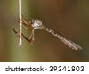 predatory robber fly asilidae