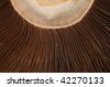 Mushrooms+from+cow+manure