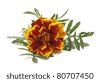 Marigold Flower Clipart