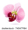 Orchidea+flower