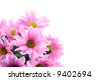 Pink+daisy+flower+clip+art