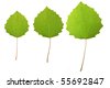 Aspen Leaves Clipart