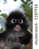 spectacled langur monkey
