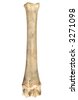 Sheep Femur