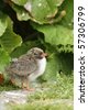 baby tern