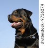 Italian+mastiff+rottweiler+mix