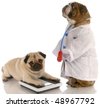 Doctor Pug