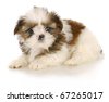 Shih+tzu+puppy+wallpaper