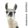 Llama White Background