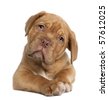 Dogue+de+bordeaux+crossbreed