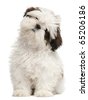 White+shih+tzu+puppies+pictures