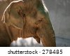 Sad Elephant Clipart