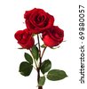 stock photo : three dark red roses isolated on white