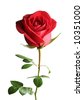 stock photo : beautiful red rose on a white background